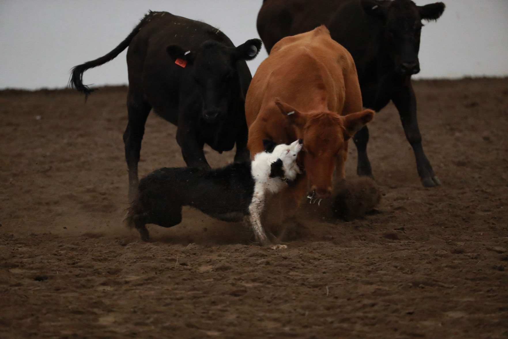 082819_StateFair0014_bjs.jpg